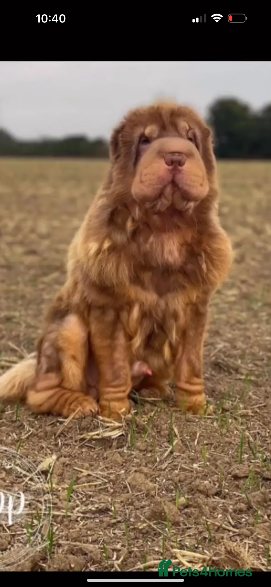 Shar Pei dogs for sale: ONLY 2 LEFT. OUTSTANDING KC BEAR & BRUSH PUPS - Advert 7