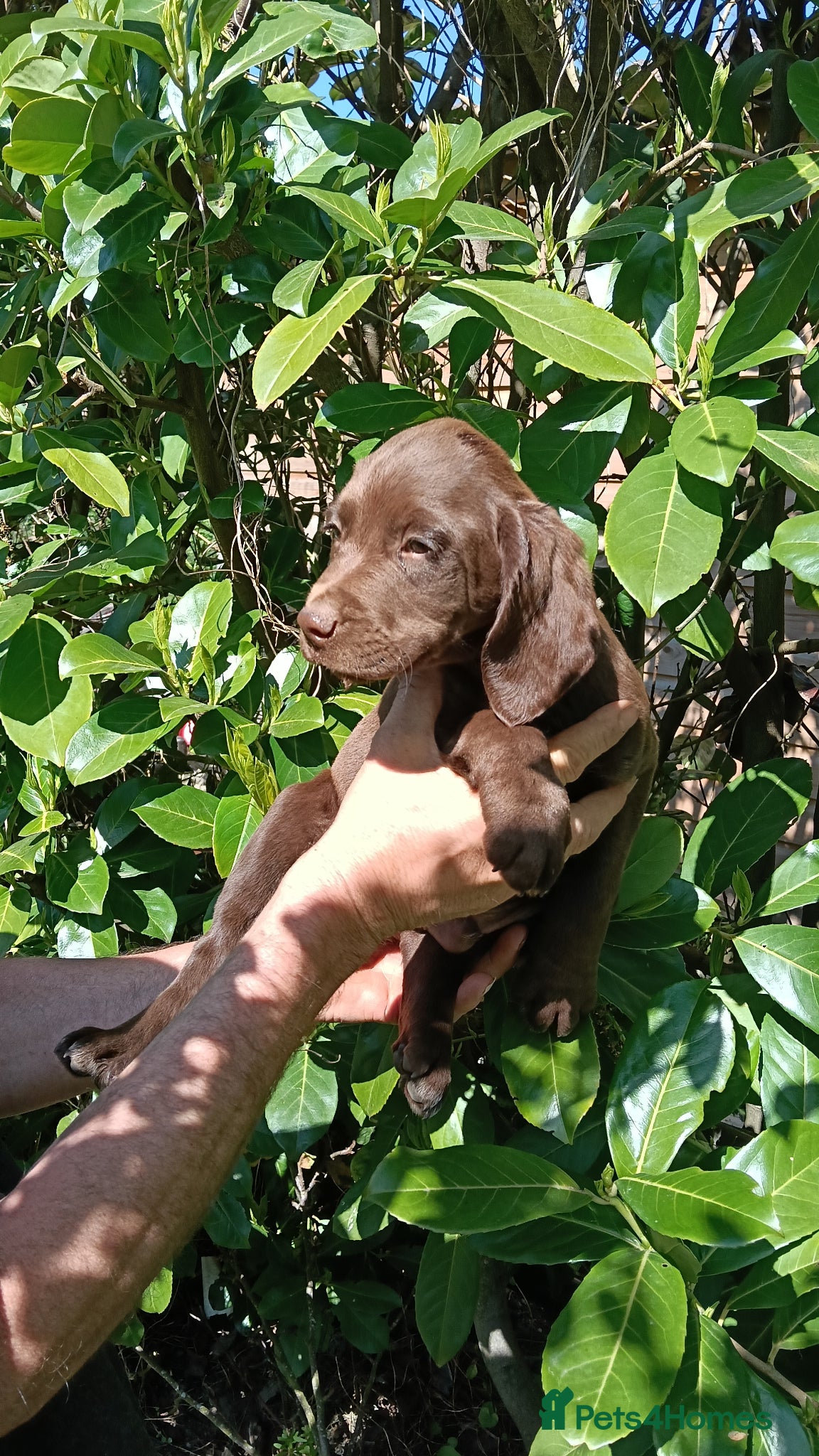 Pointer dogs HPR Puppies - Friendly ready Soon - Advert 1