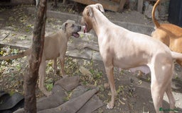Mixed Breed dogs for sale: Mixed Breed w/Lurcher Mix Puppies ready for a home - Image 12