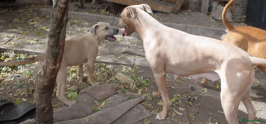 Mixed Breed dogs for sale: Mixed Breed w/Lurcher Mix Puppies ready for a home - Image 12
