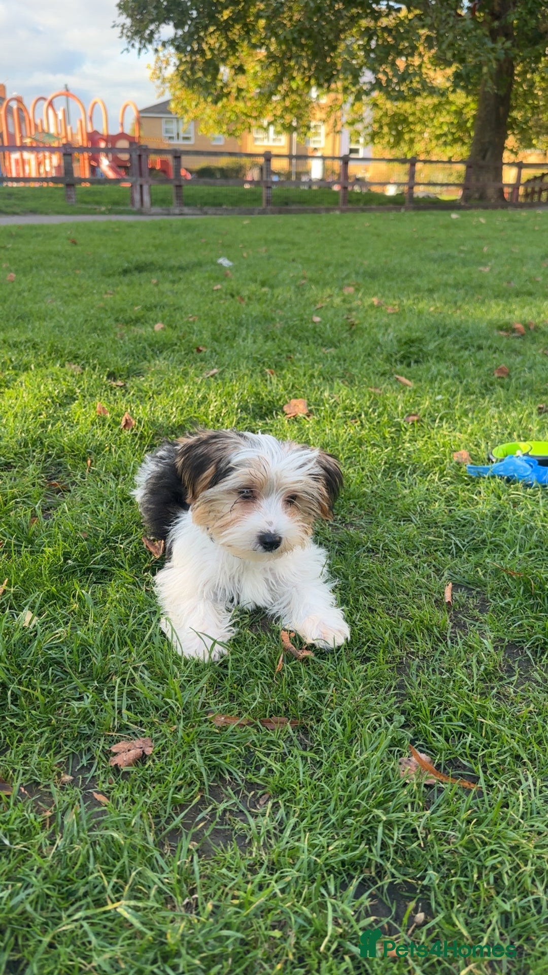 Biewer Terrier dogs for sale: Biewer terrier puppy  - Advert 3
