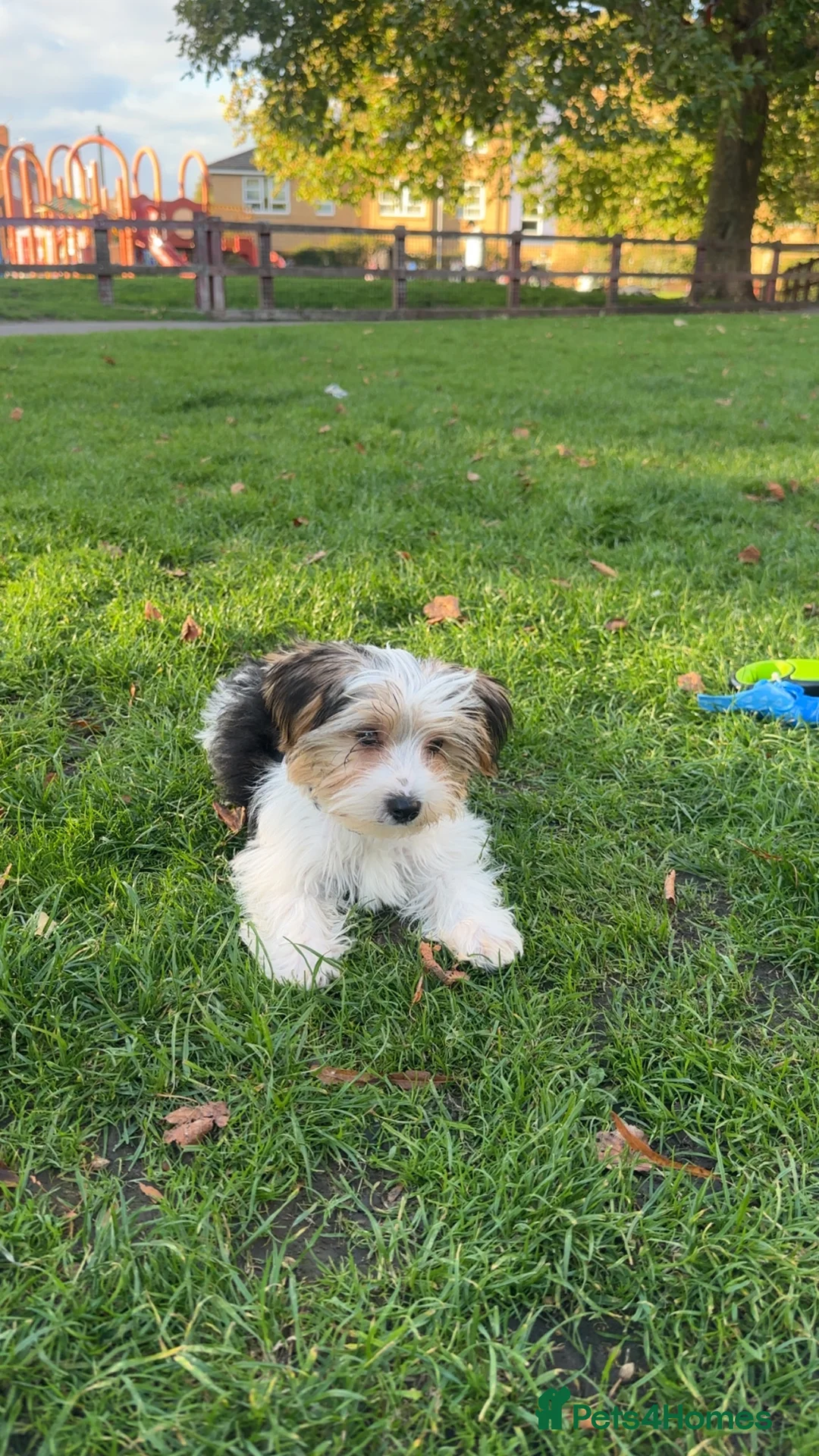 Biewer Terrier dogs for sale: Biewer terrier puppy  - Advert 5