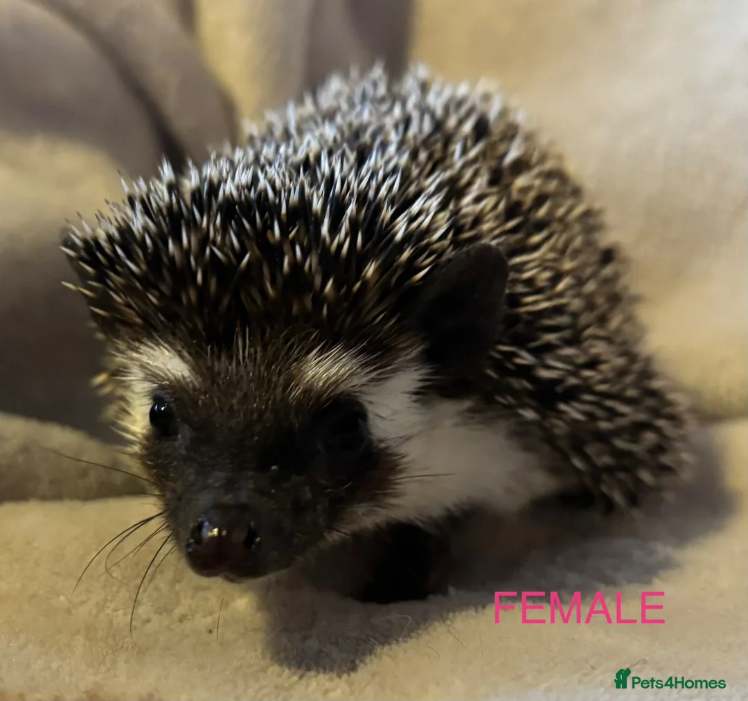 Pygmy Hedgehog rodents for sale: Male and Female African Pygmy Hedgehogs. Ready now - Advert 2