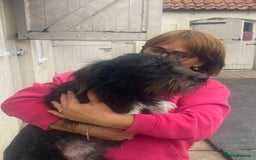 Mixed Breed dogs for adoption: Meet MARIA (!) - a Beautiful and Affectionate Girl - Image 7