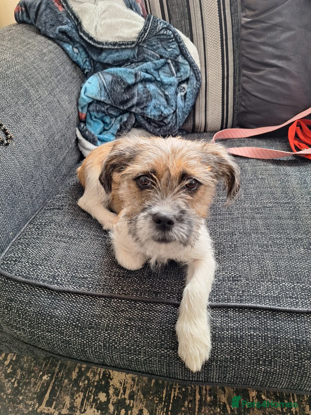 Mixed Breed dogs for sale: Shih tzu x Shih tzu jack russell  - Advert 2
