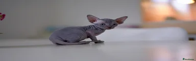 Sphynx 1