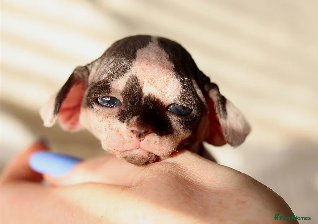 Sphynx cats for sale: Beautiful Pedigree Sphynx Kittens  - Advert 2