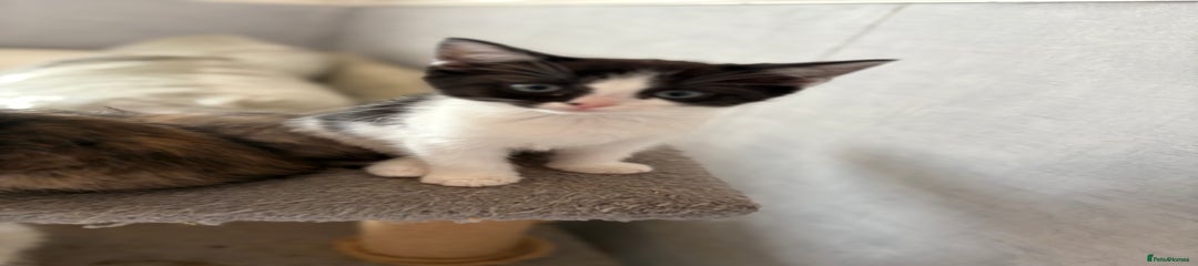 Ragdoll Kitten 3