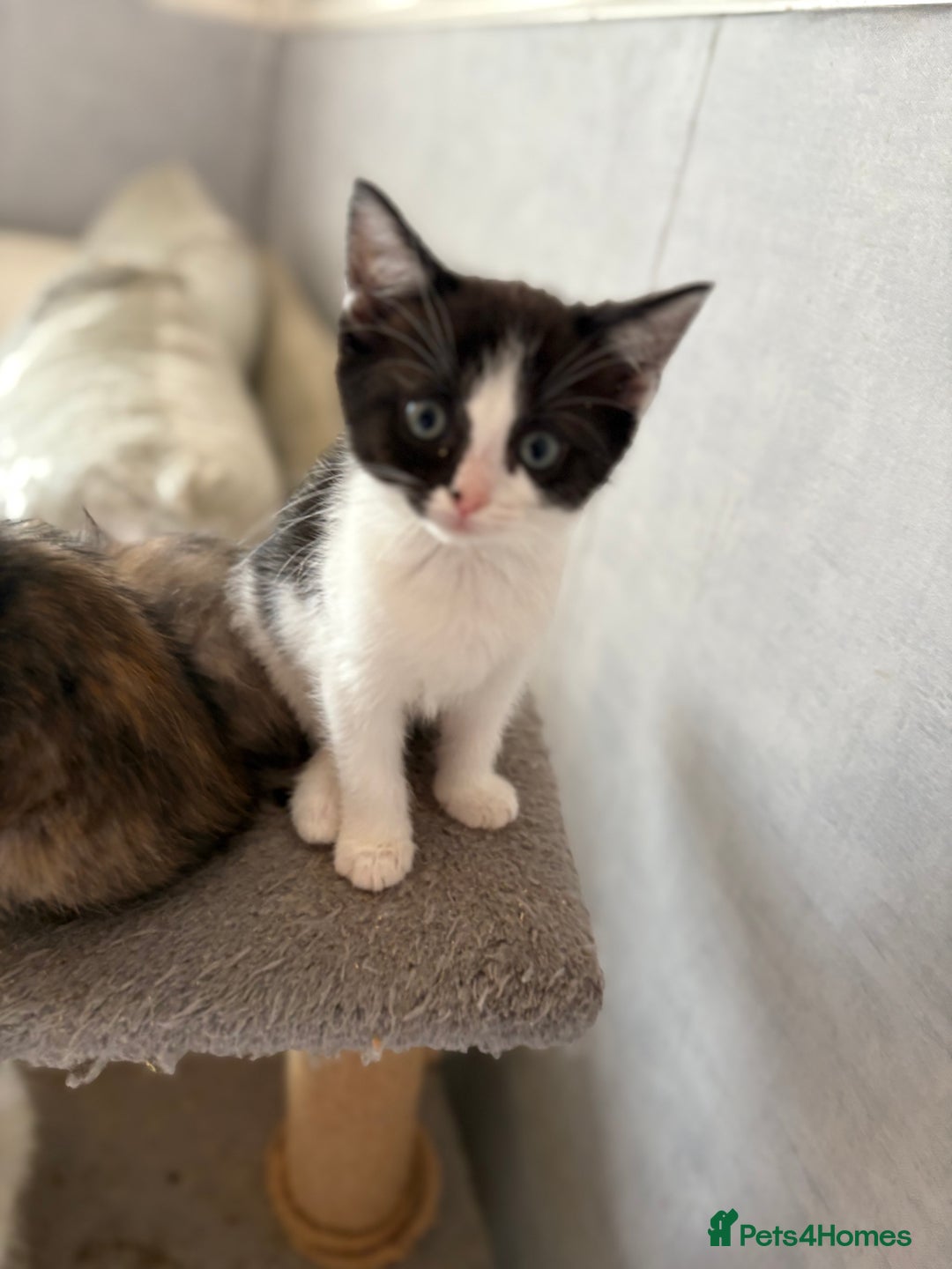 Ragdoll cats for sale: Ragdoll x - Image 10