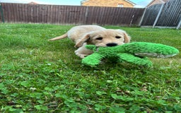 Golden Retriever dogs for sale: Ready now - Golden Retriever Puppies  - Image 7