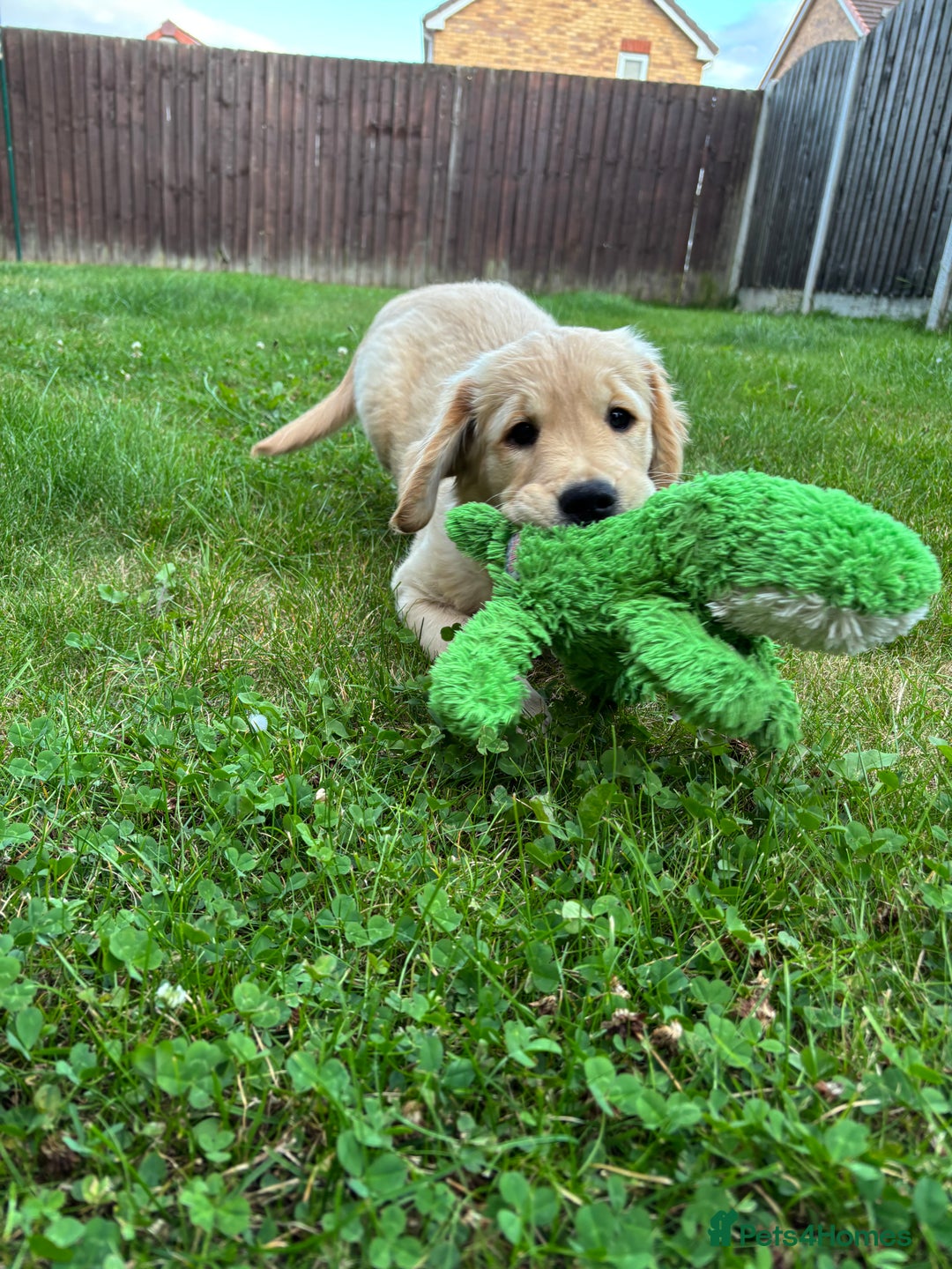Golden Retriever dogs for sale: Ready now - Golden Retriever Puppies  - Image 7