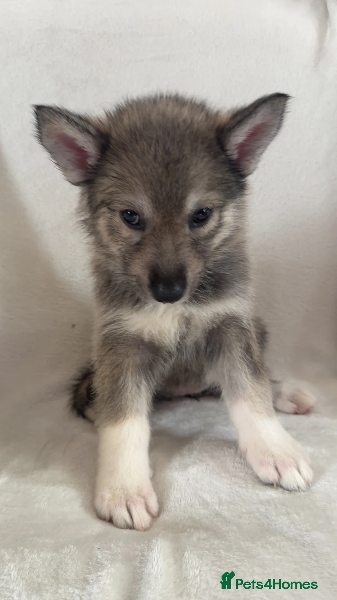 Shepsky dogs for sale: Shepskys in Peterlee - Advert 2