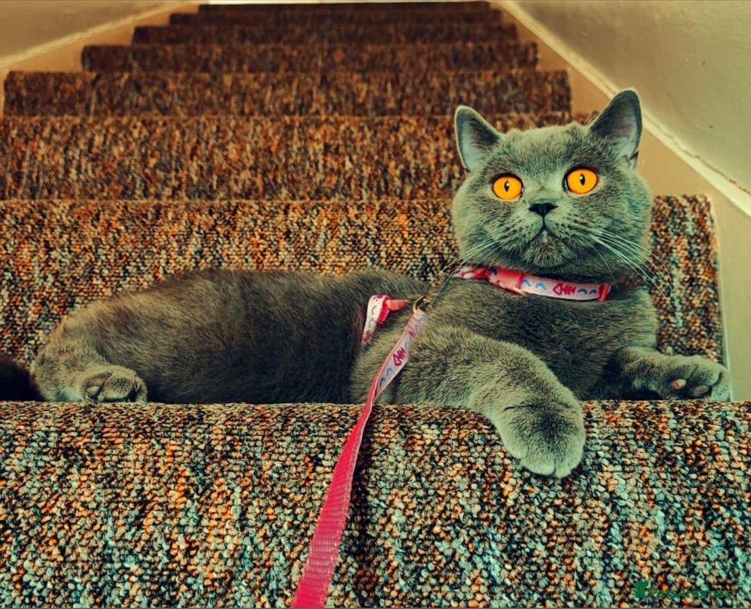 British Shorthair cats for sale: Champion Pedigree British Shorthair Kittens - Advert 1