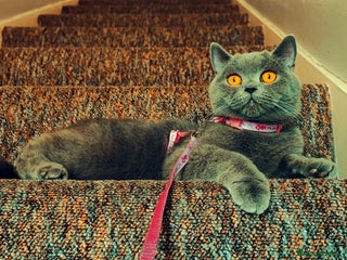 British Shorthair cats Champion Pedigree British Shorthair Kittens - Advert 5