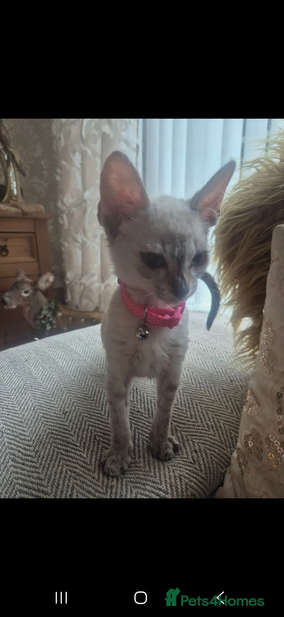 Siamese cats for sale: Siamese kitten  - Advert 2