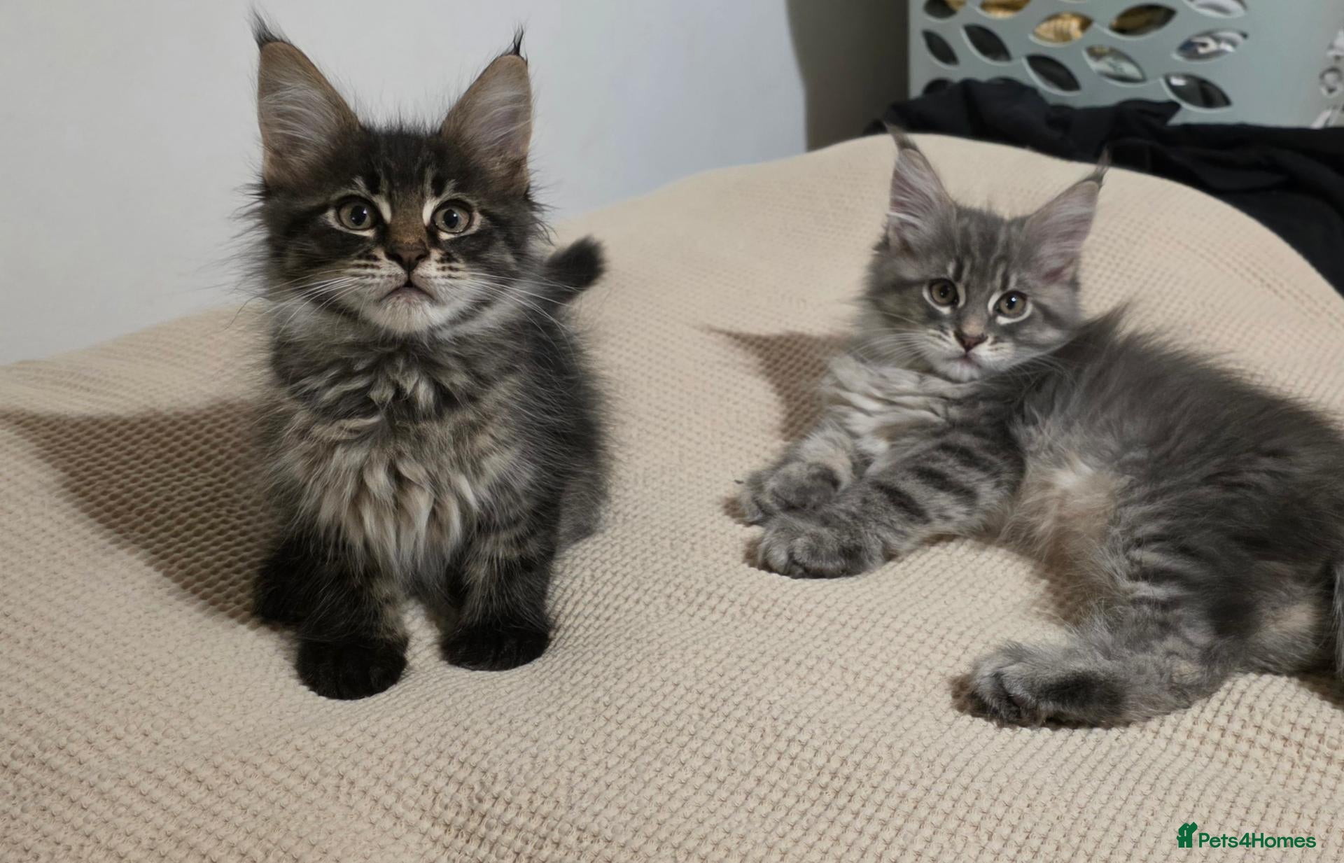 Maine Coon cats Maine coon kitten  - Advert 18