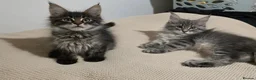 Maine Coon cats for sale: Maine coon kitten  - Advert 12