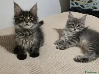 Maine Coon cats Maine coon kitten - Advert 18