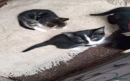 Mixed Breed cats for sale: Bonny kittens ready for their new home - Image 5