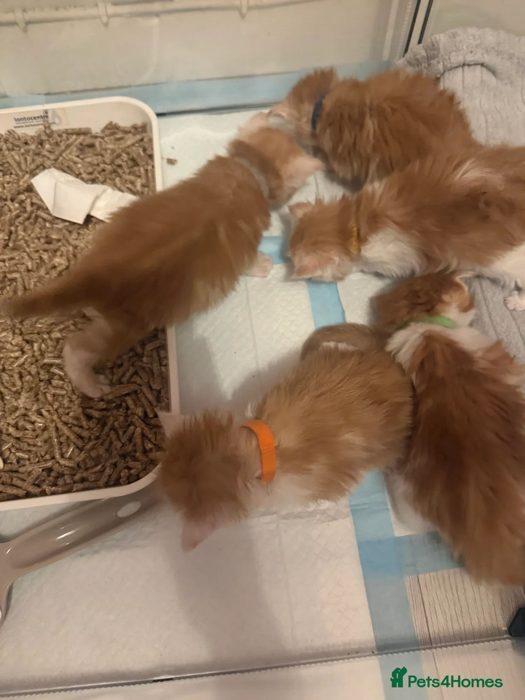 Maine Coon cats for sale: Maine coon kittens reds stunning pedigree’s  - Advert 13