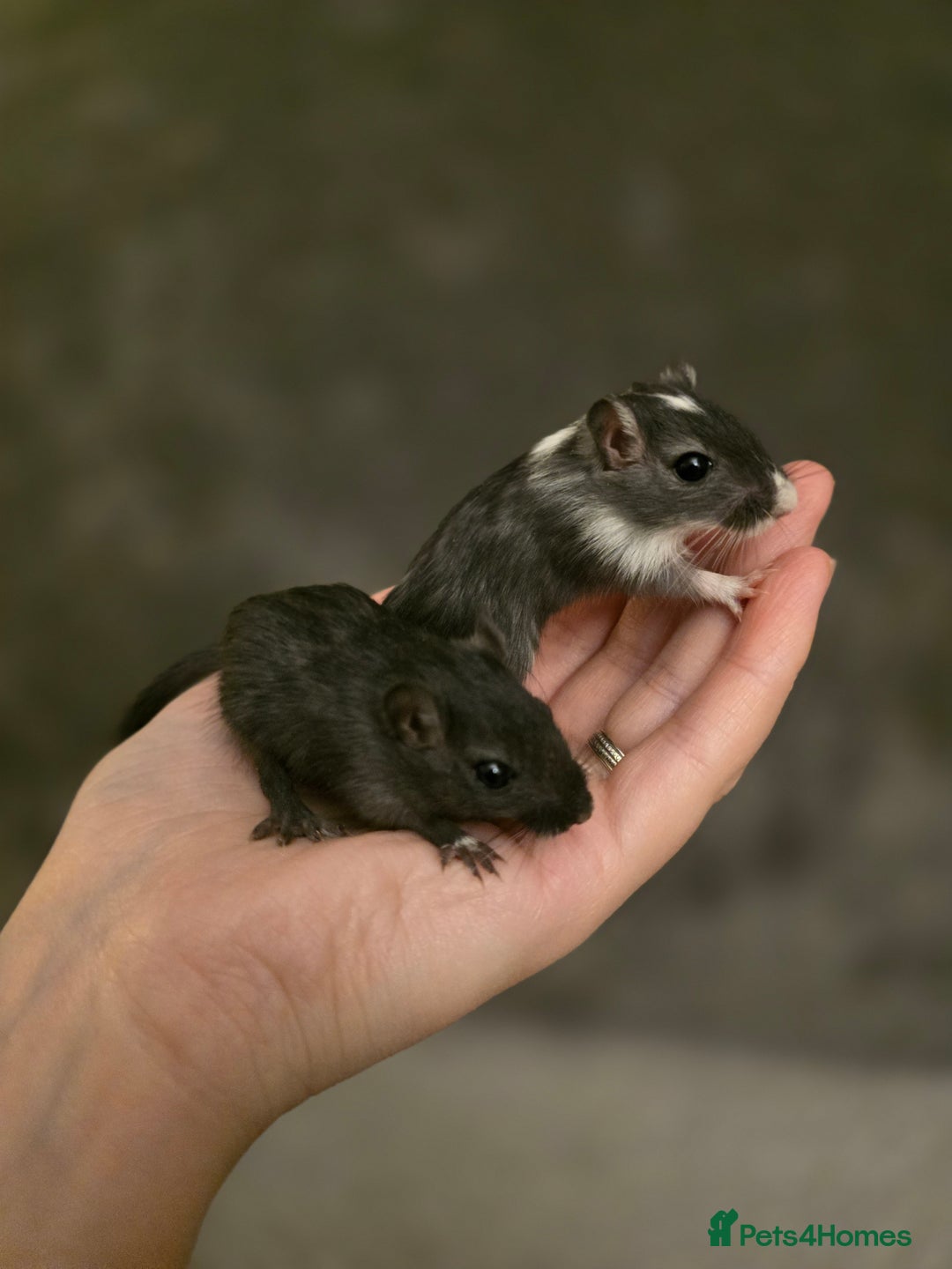 Gerbil rodents for sale: Friendly baby gerbils ready for new homes! - Image 7