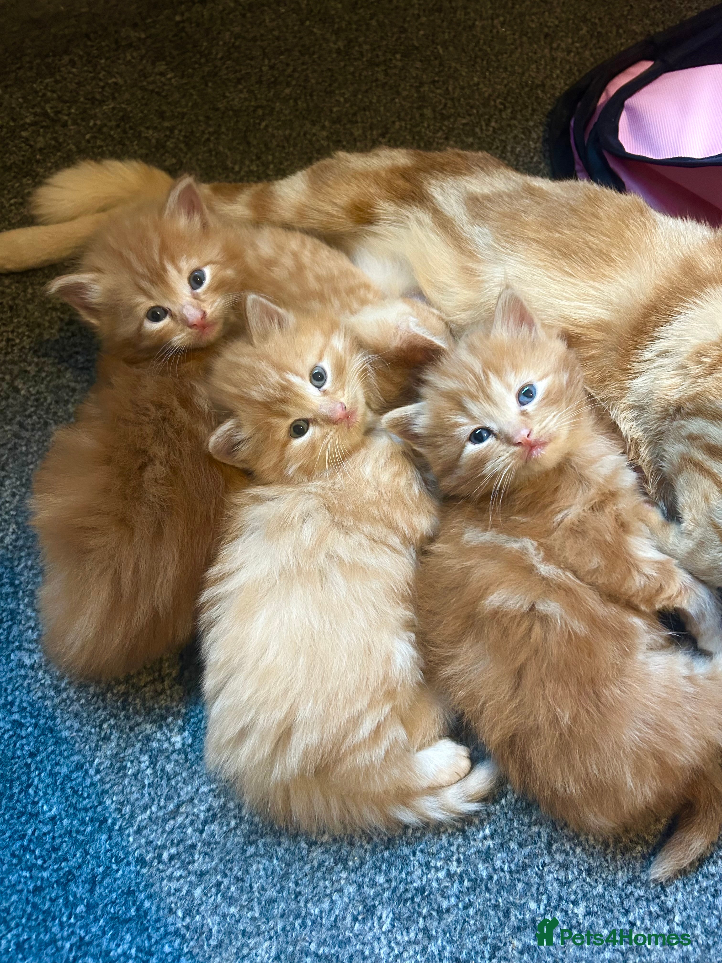 Ragdoll cats Ginger Tabby Ragdoll Kittens 🧡 ✨  - Advert 3