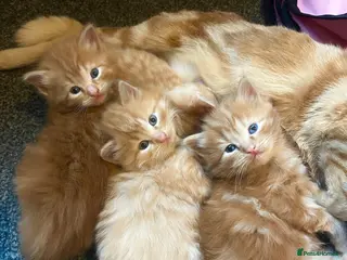 Ragdoll cats Ginger Tabby Ragdoll Kittens 🧡 ✨ - Advert 3