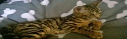 Mixed Breed cats for sale: Cute and Playful Kittens - Advert 27