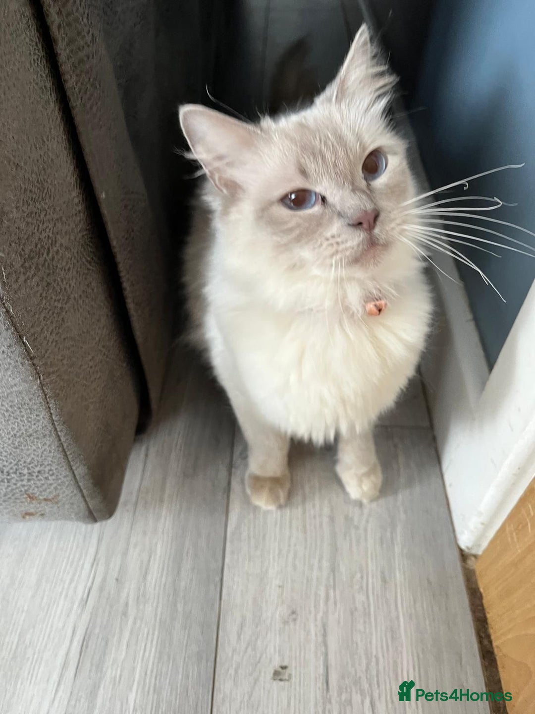 Ragdoll cats for sale: Beautiful lilac ragdoll rehome  - Image 2