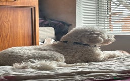 Cockapoo dogs for sale: 8 year old Cockapoo needs home - Advert 7