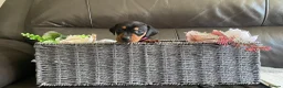 Miniature Dachshund dogs for sale: amazing  miniature dachshunds  - Advert 13