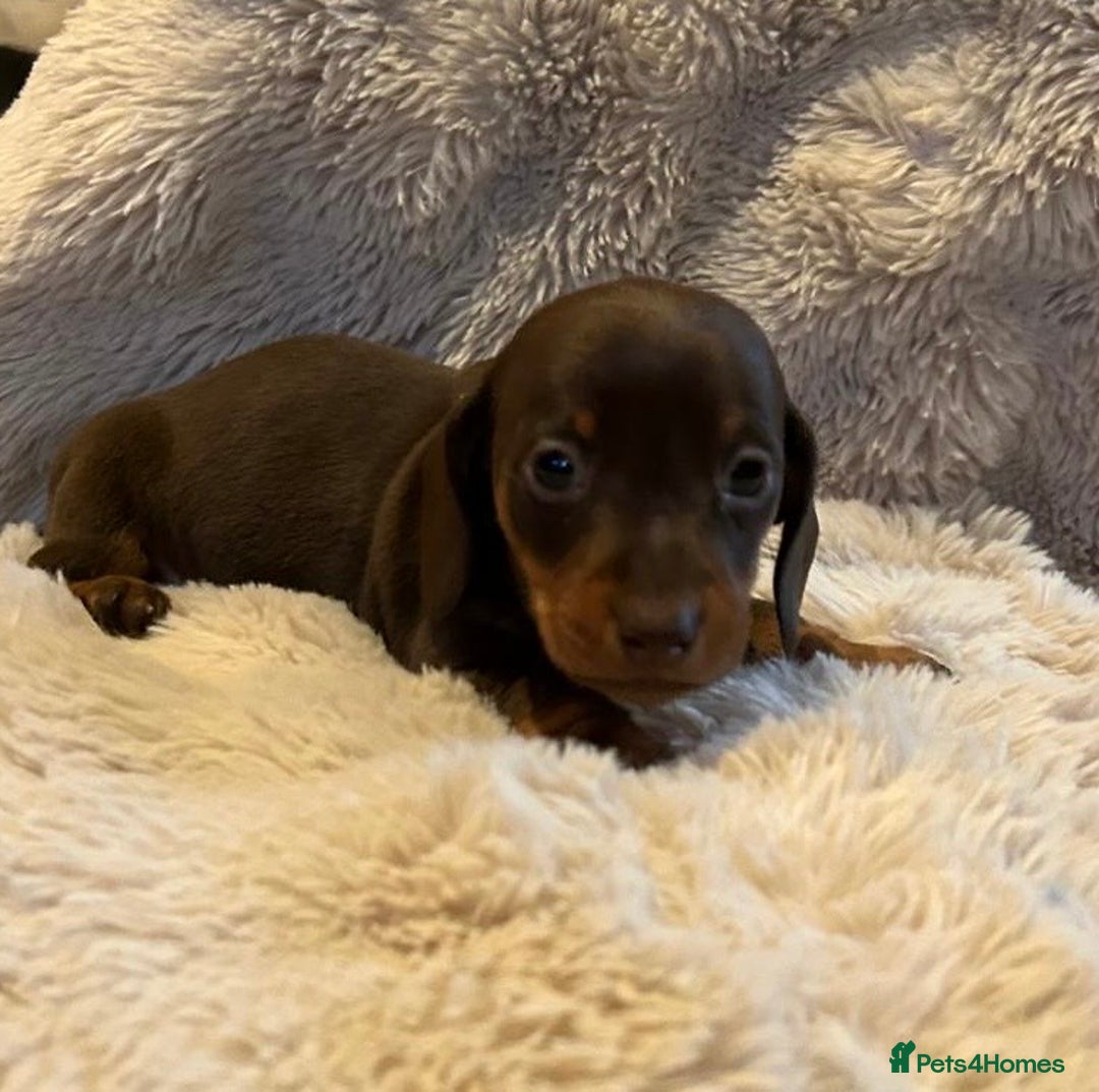 Miniature Dachshund dogs for sale: KC Miniature Dachshund Puppies  - Advert 8