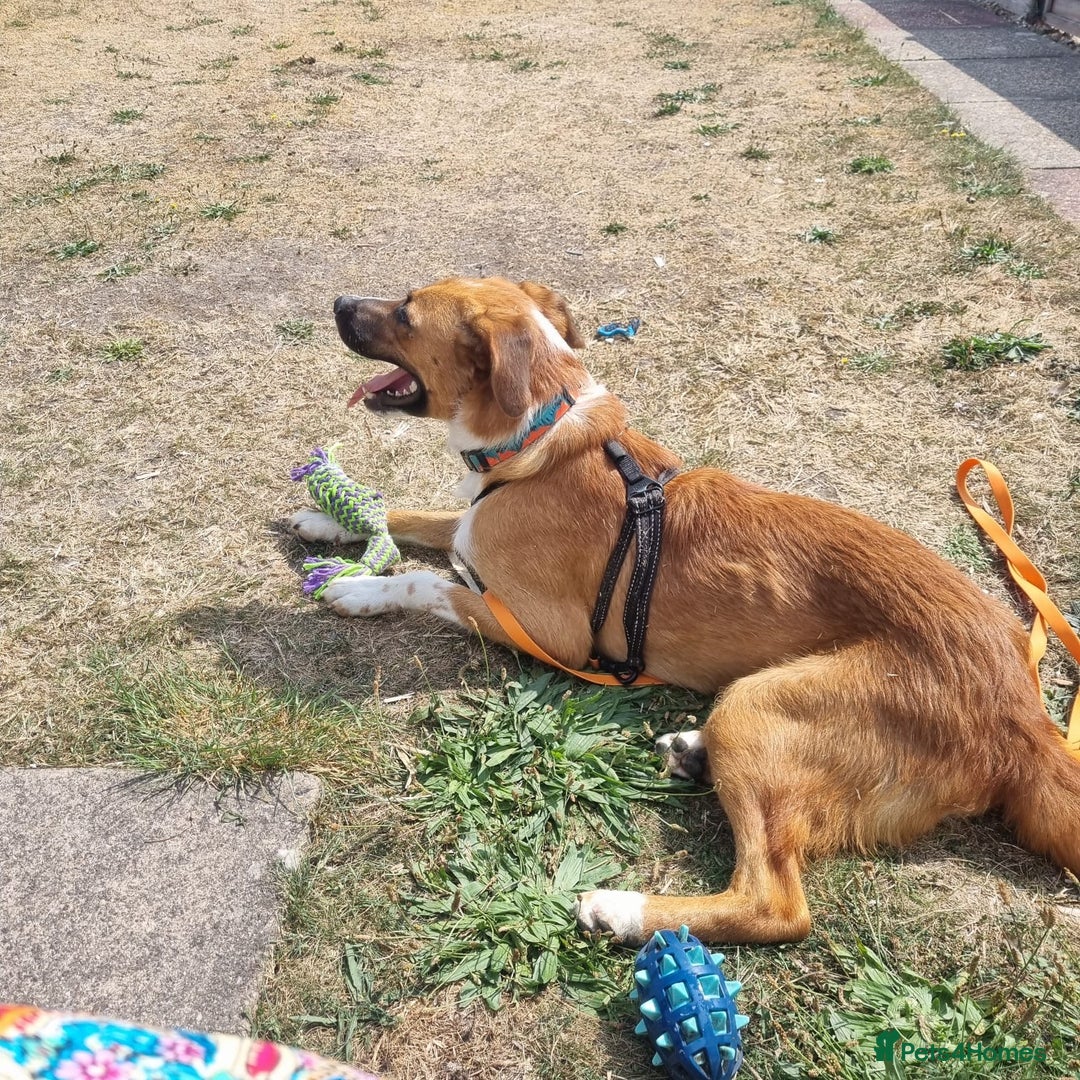 Mixed Breed dogs for adoption: Sweet Armin looking for LOvE - Image 24