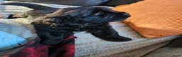 Newfoundland dogs for sale: Beautiful Newfoundland puppies  - Advert 9