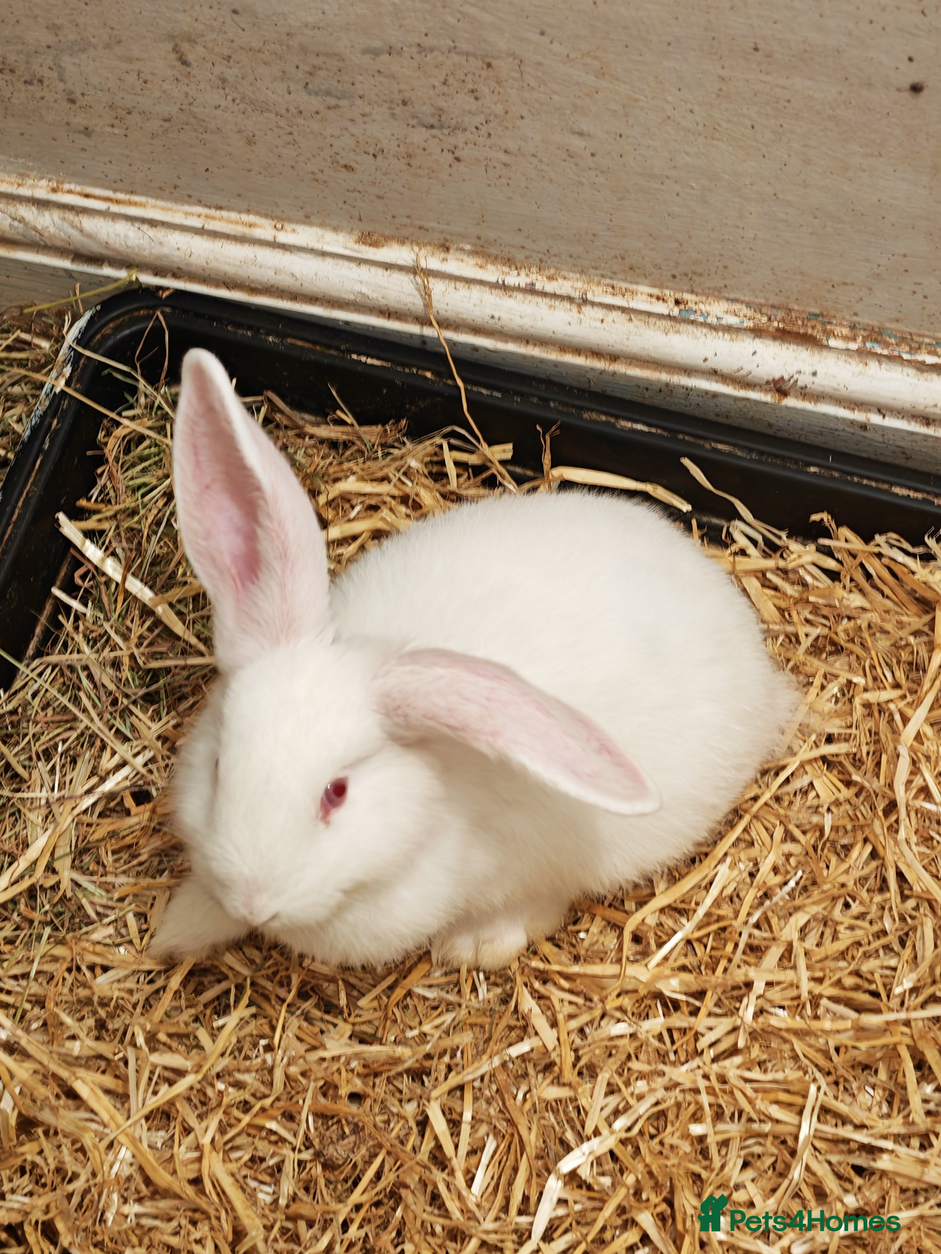 Mini Lop rabbits Mini lop plus mini rex  - Advert 5