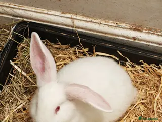 Mini Lop rabbits Mini lop plus mini rex - Advert 5