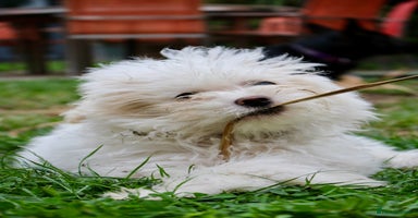 Chipoo dogs - Advert 1