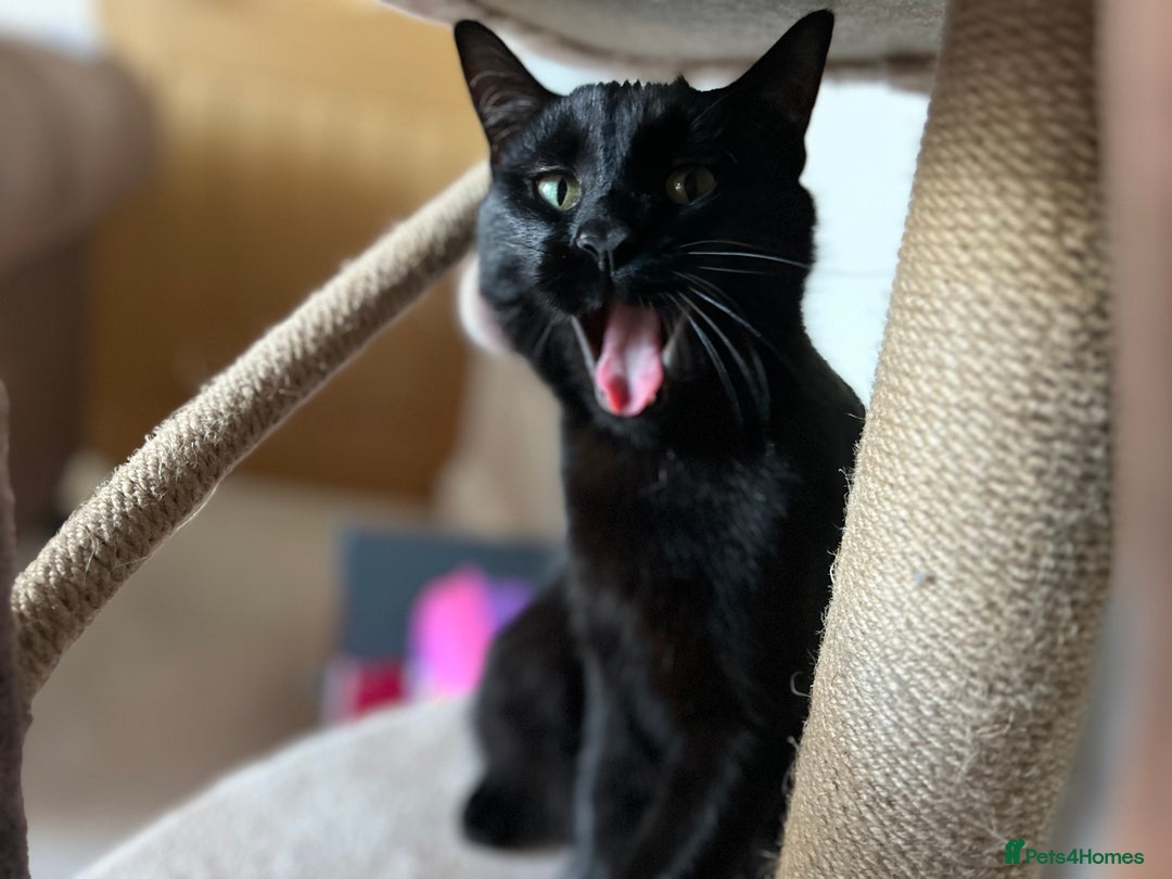 Mixed Breed cats for sale: Mischief and Storm - Advert 5