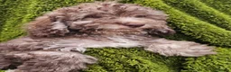 Cockapoo dogs for sale: Health tested Choc, sable & phantoms cockapoos  - Advert 25