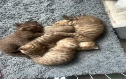 British Shorthair cats for sale: Male brown British short hair left  - Image 12