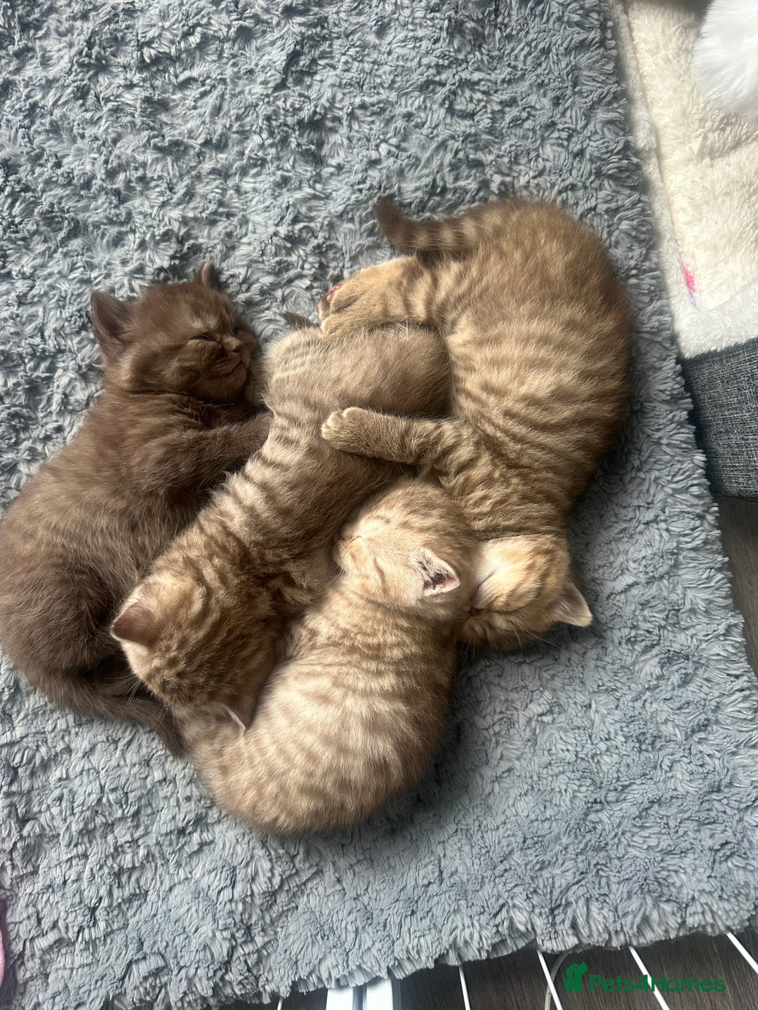 British Shorthair cats for sale: Male brown British short hair left  - Image 12