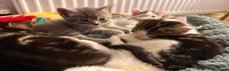 Mixed Breed cats for sale: Beautiful Female Kittens – Ready to Leave 19/06 in Holt - Advert 7