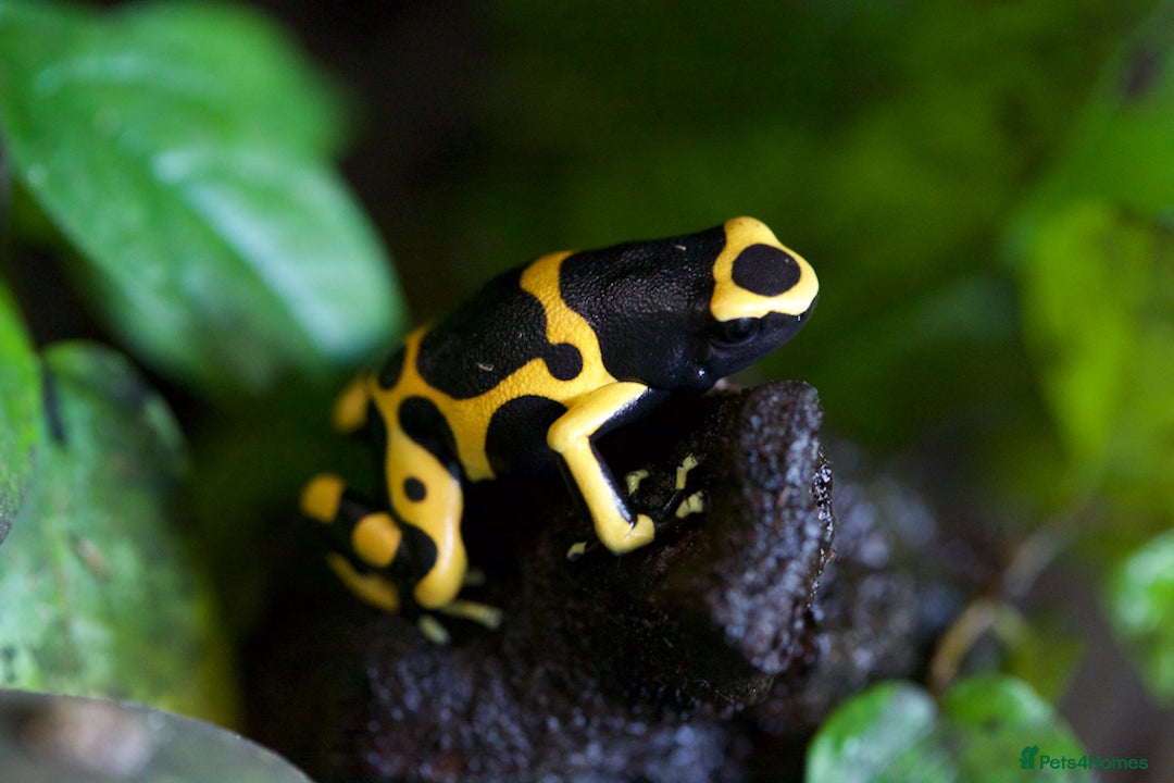 Frog reptiles for sale: DART FROGS for re-homing. - Image 4