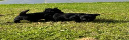 Scottish Terrier dogs for sale: Scottish terrier pups KC registered  - Advert 6