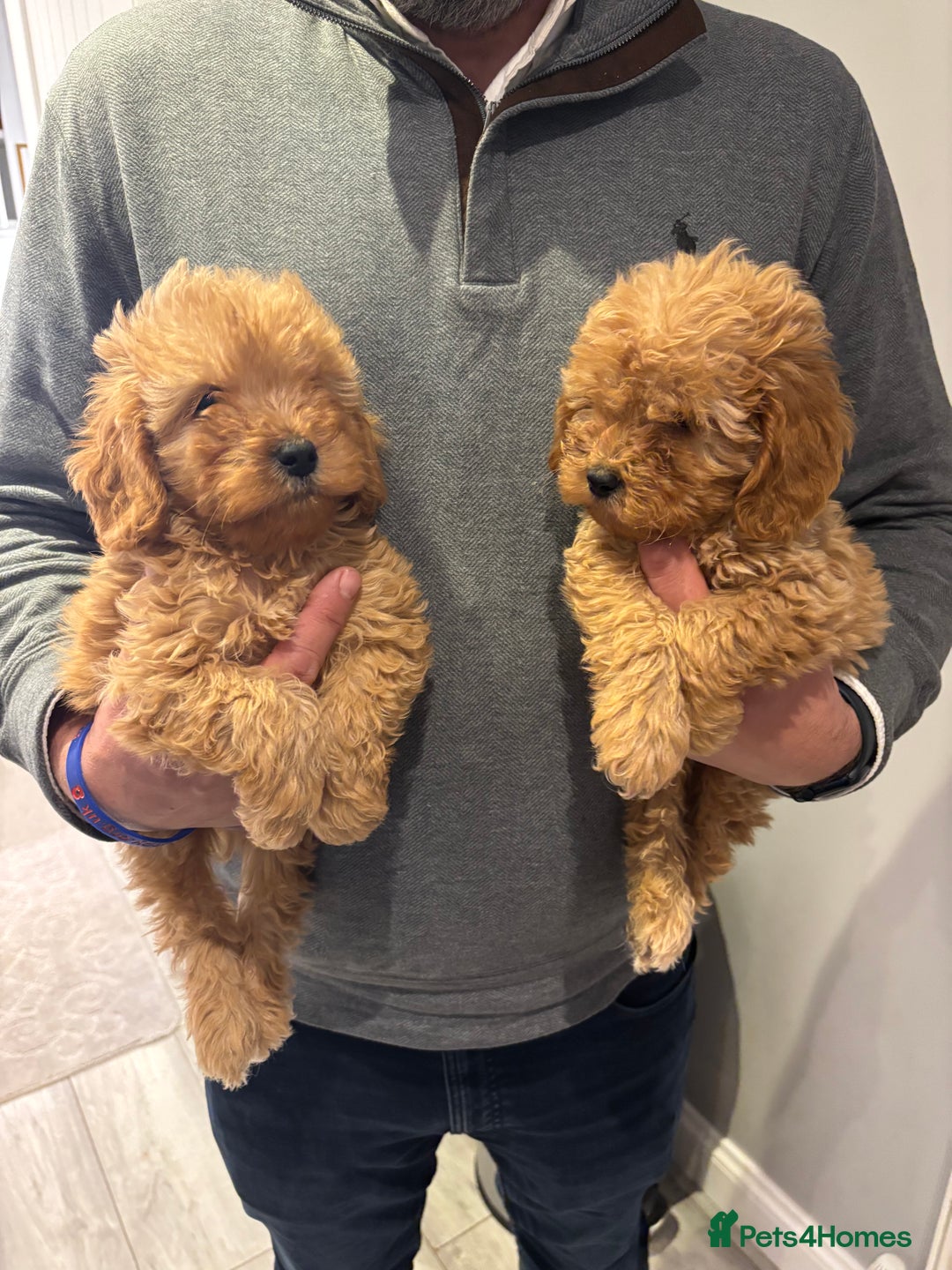 Cockapoo dogs for sale: Beautiful gold Cockapoo puppies - Advert 26