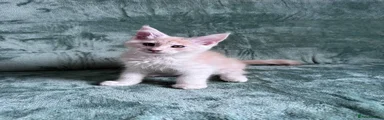 Maine Coon 5