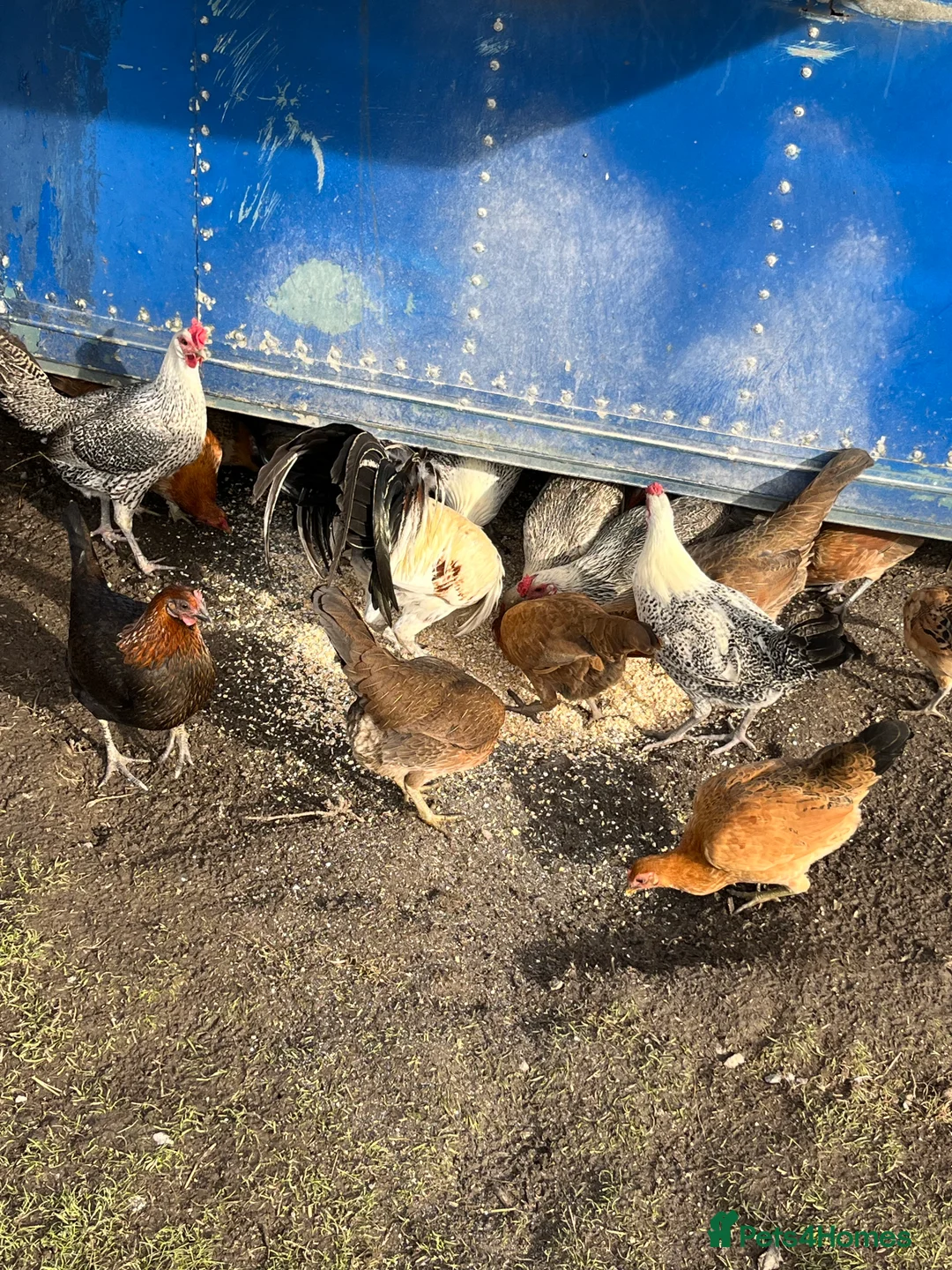 Chickens poultry for sale: mixed game birds  - Advert 5