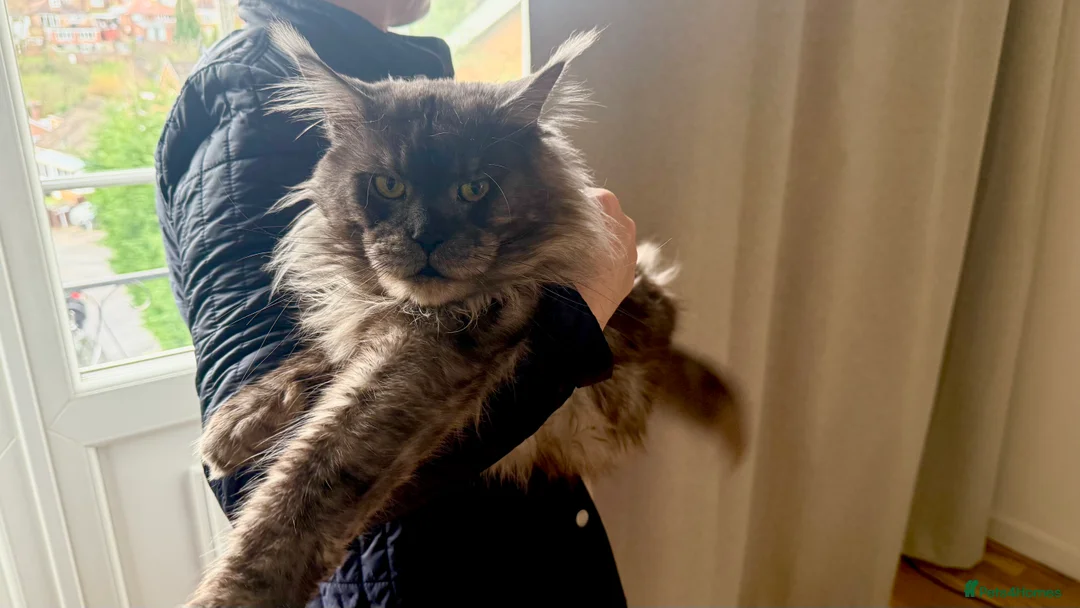 Maine Coon cats for stud: Maine Coon Stud (Russian line) in NOTTINGHAM  - Advert 10