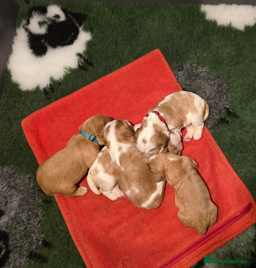 Cavalier King Charles Spaniel dogs for sale: Specialist tested Cavalier King charles  - Image 2
