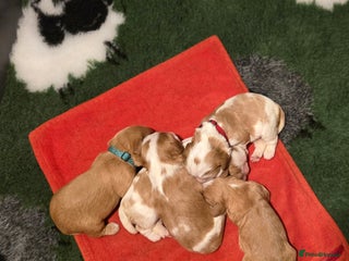 Cavalier King Charles Spaniel dogs - Advert 2